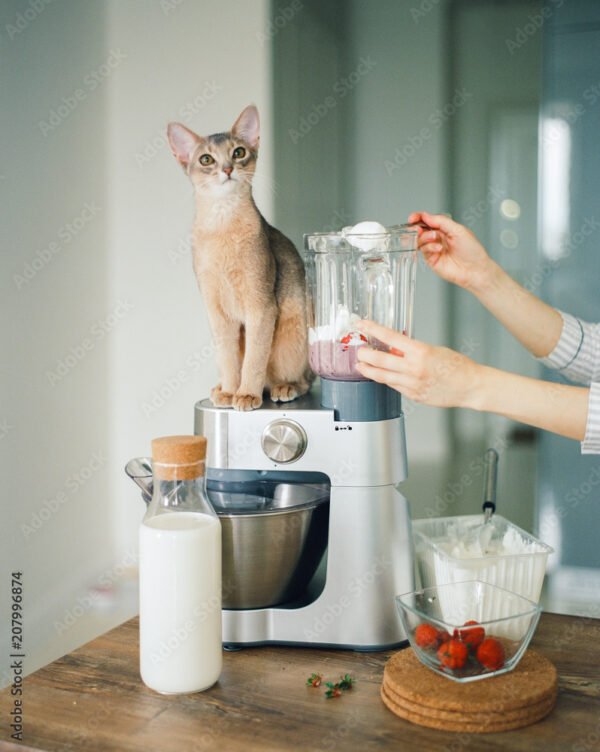 Cat In Blender: A Complete Story of Cat in a Blender (Full Video)