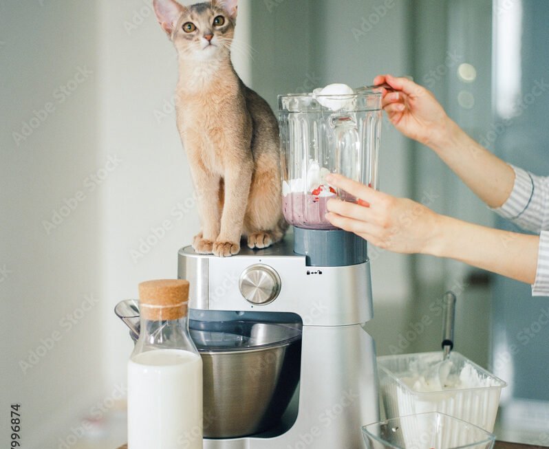 Cat In Blender: