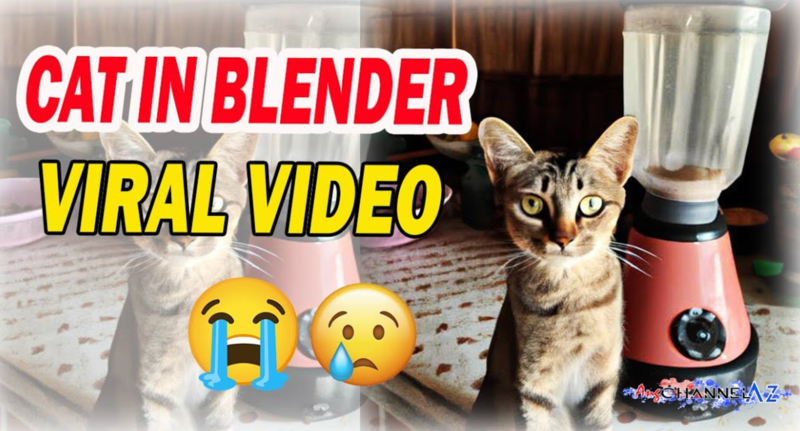 Cat In Blender: A Complete Story of Cat in a Blender Full Video